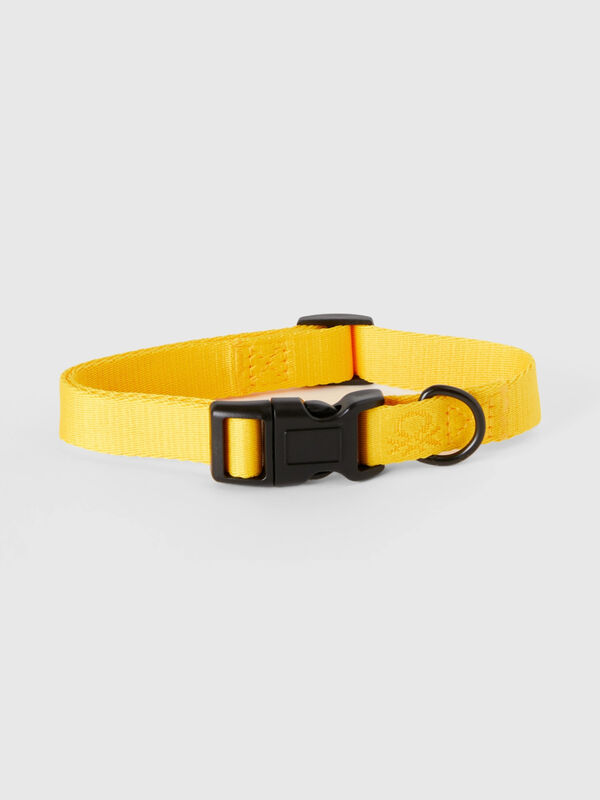 Yellow dog collar